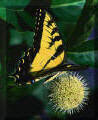 Native American Sacred Pathway Spirit Songs Welcome Butterfly Arriving For A Visit