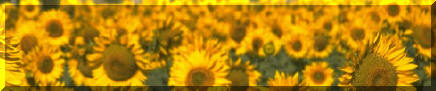 Native American Sacred Pathway Sunflowers Sunshine Divider