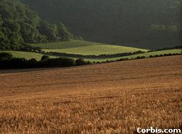 Wheat fields in England